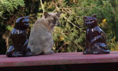 Lushei Burmese Cat Stud gallery image 1