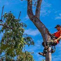 Steve Cairns Tree Service gallery image 2