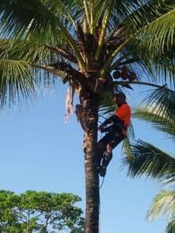 Airlie Tree Specialists Pty Ltd gallery image 1