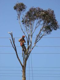True Blue Australian Tree Services gallery image 10