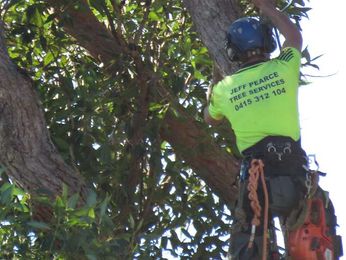Jeff Pearce Tree Services gallery image 3