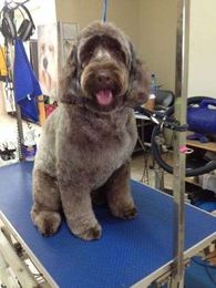 The Naked Hound Grooming Salon gallery image 3
