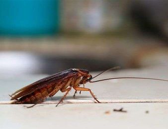 Bad Bugs Pest Control gallery image 9