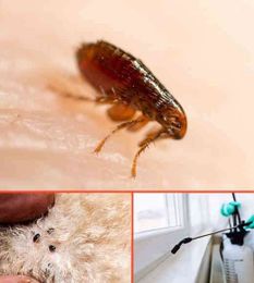 Bad Bugs Pest Control gallery image 10