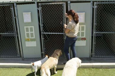Forster Tuncurry Boarding Kennels & Cattery gallery image 12