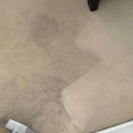 Rudy's Carpet Cleaning & Pest Management gallery image 15