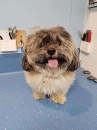 South Paw Dog Grooming gallery image 13