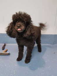 South Paw Dog Grooming gallery image 9