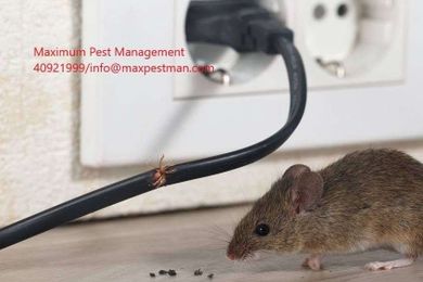 Maximum Pest Management gallery image 5