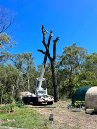 Root to Tips Tree Lopping Inverell gallery image 2