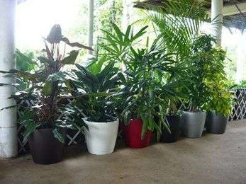 Quality Indoor Plants Hire gallery image 2