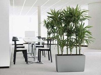 Quality Indoor Plants Hire gallery image 1
