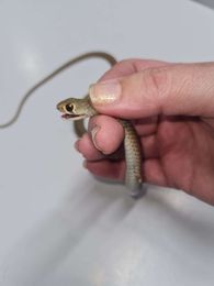 Gympie Snake Catchers gallery image 19