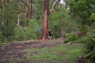 All About Tree Services gallery image 24