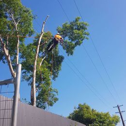 Litchfield Tree Services gallery image 19