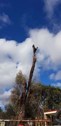 Litchfield Tree Services gallery image 18