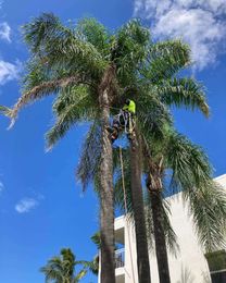 Apex Tree Services gallery image 23