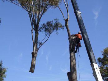 True Blue Australian Tree Services gallery image 15