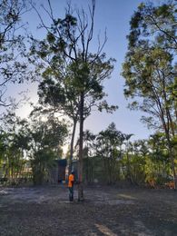 Budget Tree Service QLD gallery image 2