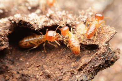 Ray's Termite Protection & Pest Control gallery image 1