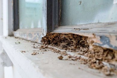 Ray's Termite Protection & Pest Control gallery image 3