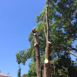 Caterpiller Tree Services gallery image 17
