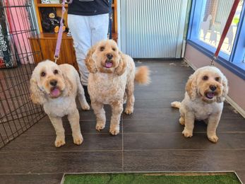 Fetch Grooming Doggy Day Spa gallery image 13