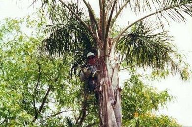George's Tree Services gallery image 2