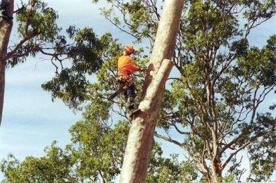 George's Tree Services gallery image 1
