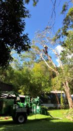 RipRip Tree Services gallery image 2