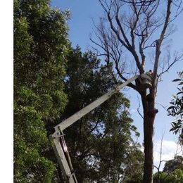 D & M Tree Services gallery image 3