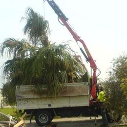 D & M Tree Services gallery image 2