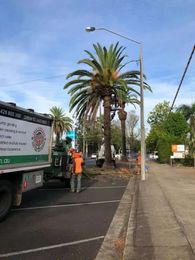 Steve Cubis Tree Services gallery image 1