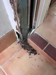 Professional Pest Control Thurgoona gallery image 3