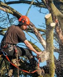 Mudgee Tree Services gallery image 2