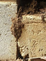 Gympie Termite & Pest gallery image 10