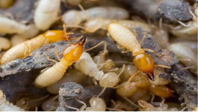 Suresafe Pest Management gallery image 5