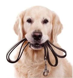 Golf Course Veterinary Hospital & Best Mates Pet Training gallery image 2