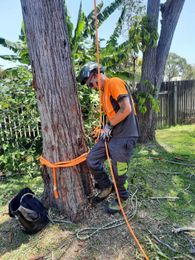 AAbsolute Tree Care gallery image 2