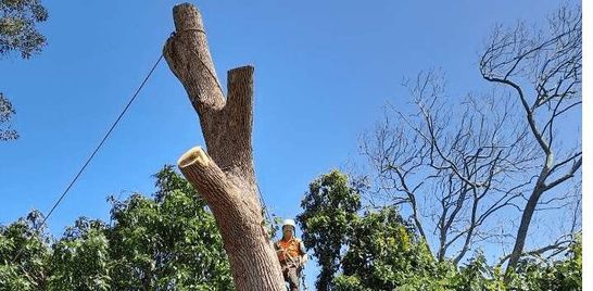 Tree Removal Port Macquarie