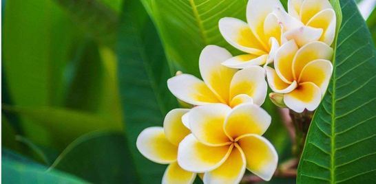 Experience a Traditional Hawaiian Massage at Hawaiian Body Balance