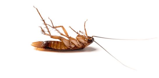 Cockroach season is upon us!