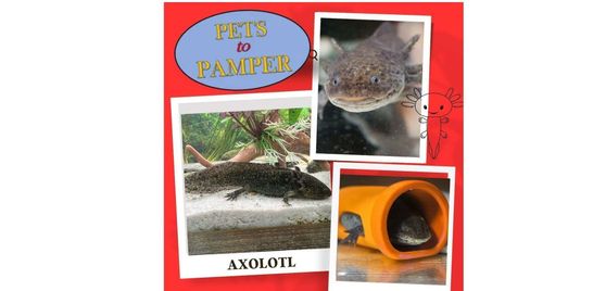 Happy Axolotls!!!
