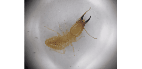 Coptotermes acinaciformis - North-East Victoria Termite Profiles