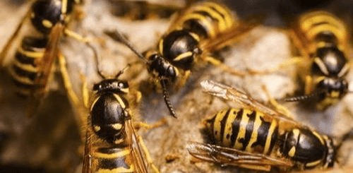 What Are the Different Types of Wasps in Albury/Wodonga?
