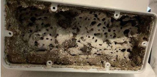 Termite Baiting: Our Tried & Tested Colony Elimination Process