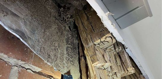 Why Isn’t Termite Damage Covered By Home Insurance?