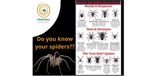 Do you know your spiders? 