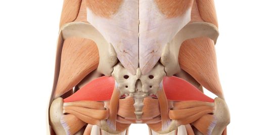 What does the Piriformis muscle do?