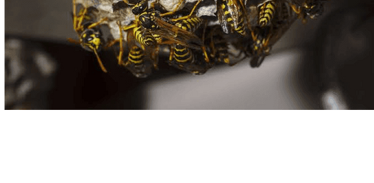 Reducing wasps around your home